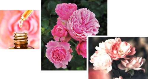 Karl Winters | everything-you-need-to-know-about-rose-candles